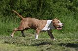 AMSTAFF ADULT 413